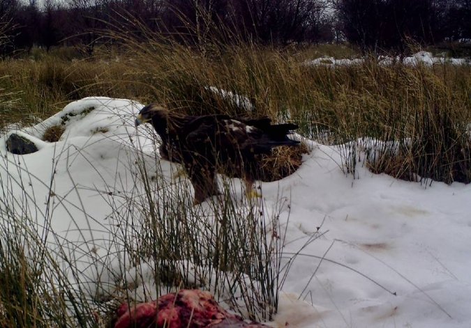 Golden Eagle on Leckmelm Estate
