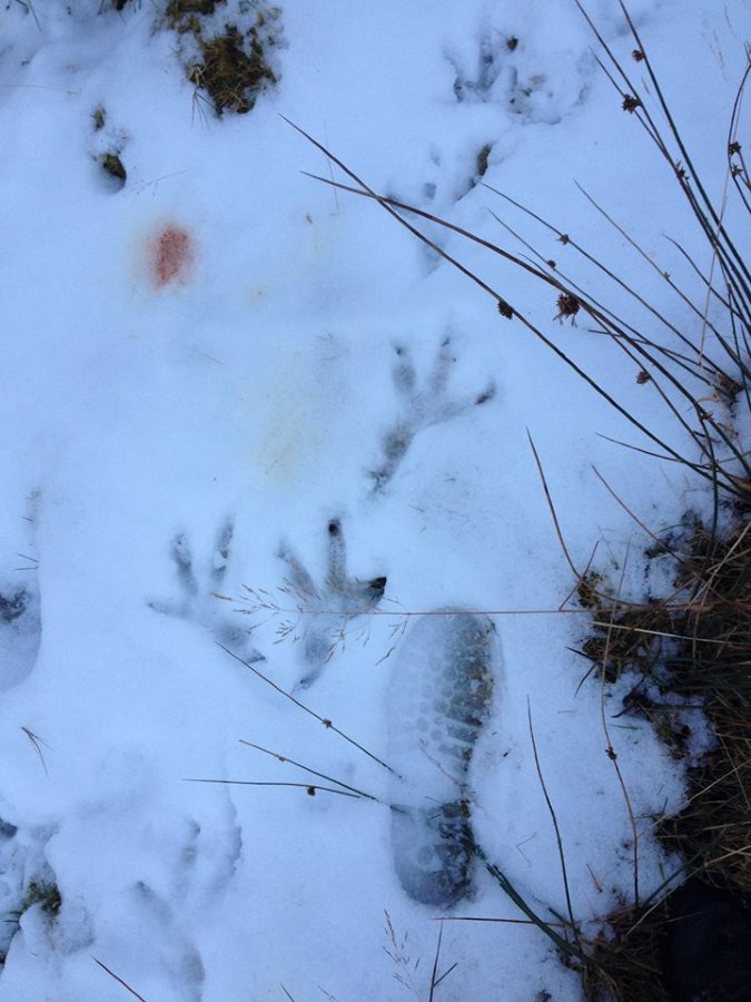 Footprints in the snow on Leckmelm Estate - Golden Eagle
