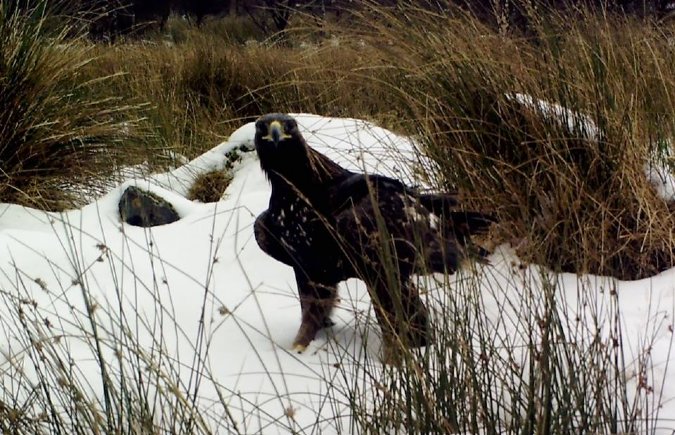 Golden Eagle in the snow at Leckmelm Estate, Ullapool