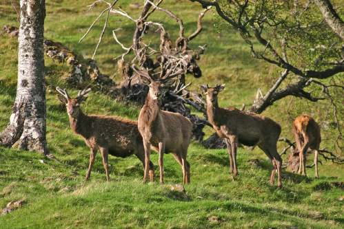 Deer on Leckmelm Estate