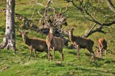 Deer on Leckmelm Estate