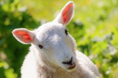 2014-07-03-Leckmelm-Lamb-9022