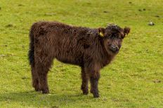 2015-05-08-Leckmelm Farm-9481